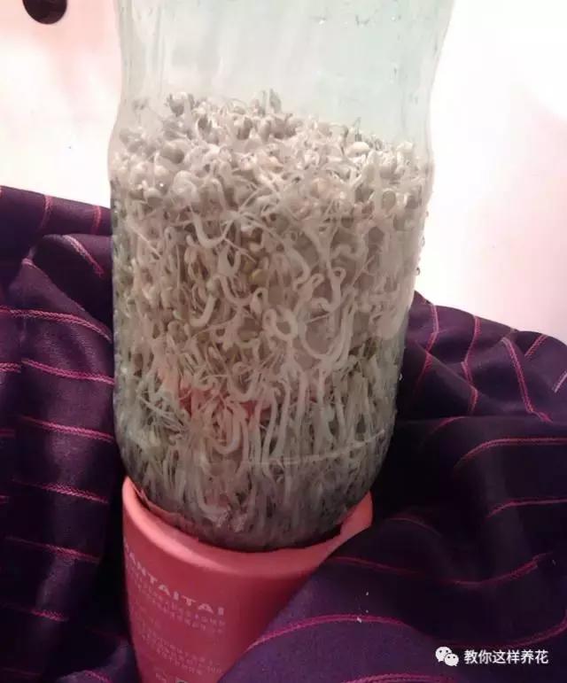 塑料瓶扔了就是扔钱！用来养花就是宝贝，看到了快捡！