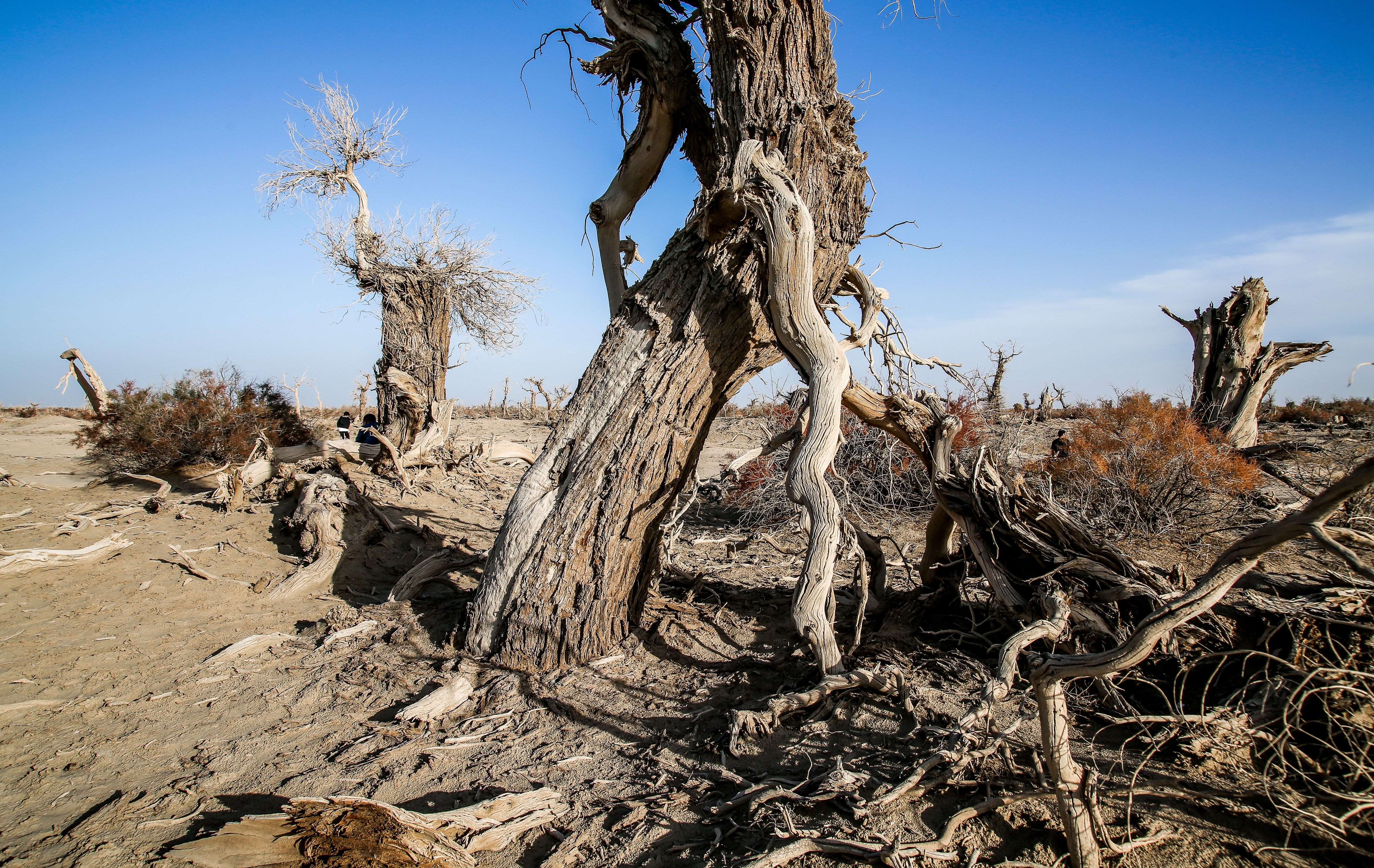 新疆南疆的胡杨,新疆沙雅胡杨林