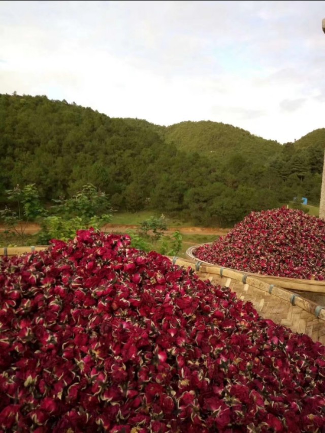 摆榔彝族布朗族乡简介,摆榔彝族布朗族乡蓝莓基地