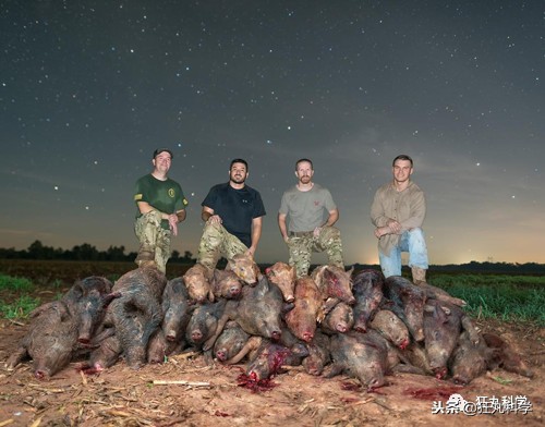 真正的狼灭：美国农场主一夜*击狙**45只郊狼，全套黑科技开挂了