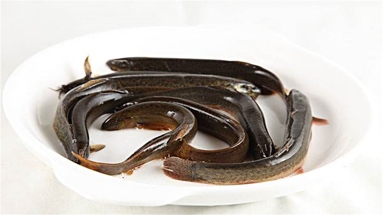 泥鳅养殖技术与养殖方法视频教程,泥鳅养殖方法及饲料配方大全