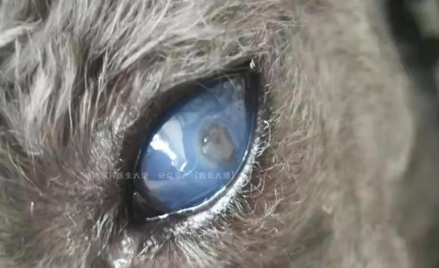 泰迪眼角膜溃疡穿孔多久能好,泰迪眼睛角膜炎多久能好