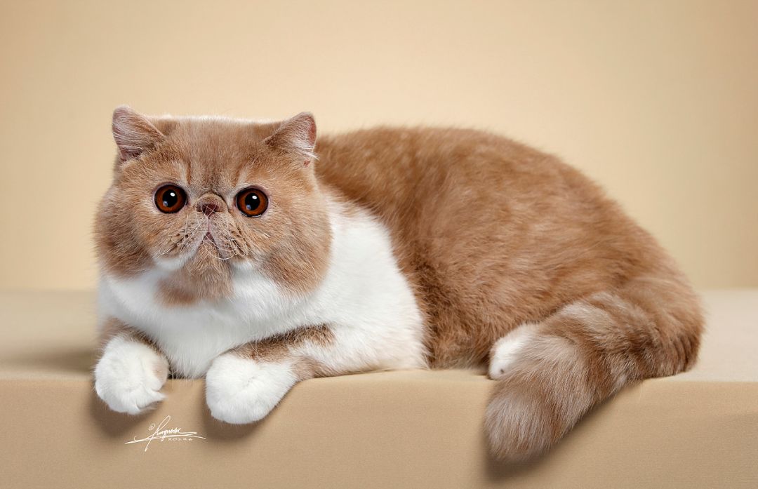 加菲猫到底讲了一个什么样的故事,带你了解加菲猫