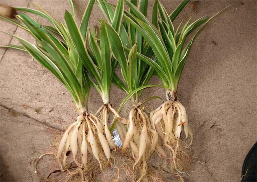 吊兰水培养鱼怎么养好活,水培吊兰可以养小鱼