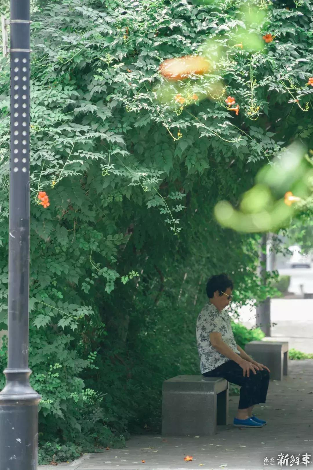 中华中学高中,中华中学