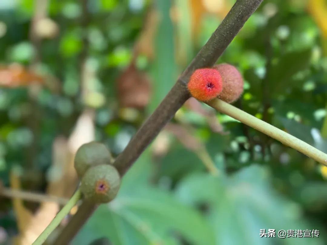 棒棒哒！贵港这个村致富有妙招