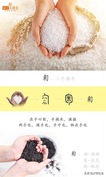 读“菊”，读出其自然本性与人文意象