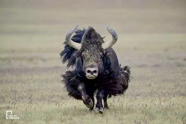 从新疆穿越克里雅古道至西藏,克里雅古道穿越沿途风景