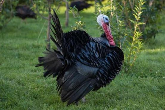 火鸡特别难孵化的原因,小火鸡1-40天养殖过程