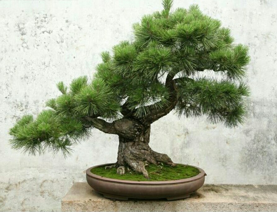山松盆景如何弯曲,高桩山松盆景造型