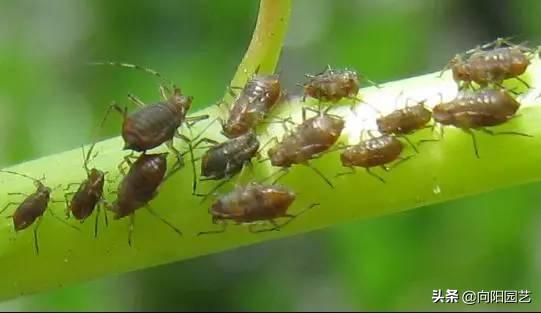 家里养花长虫子可以用杀虫剂吗,家里养花出现小黑飞虫怎么办