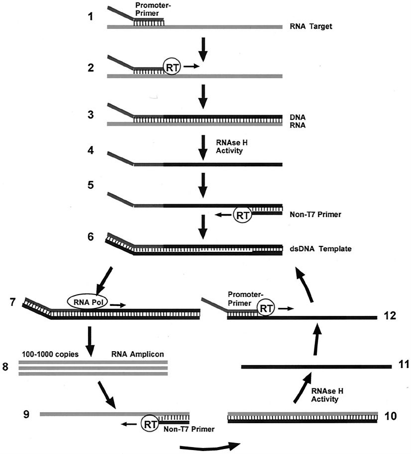 hpv检测试剂国内排名,hpv性能验证方案