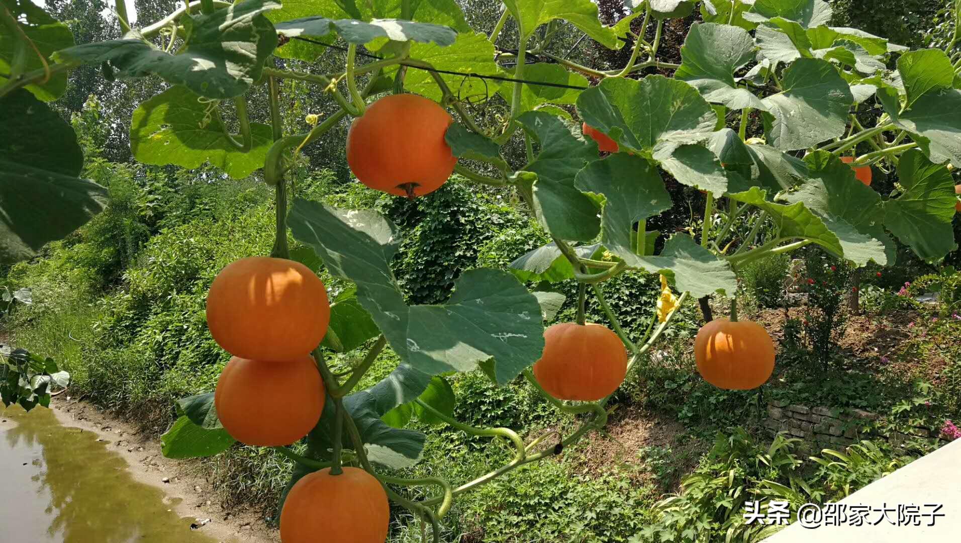 丰县农村老家,我的父亲母亲