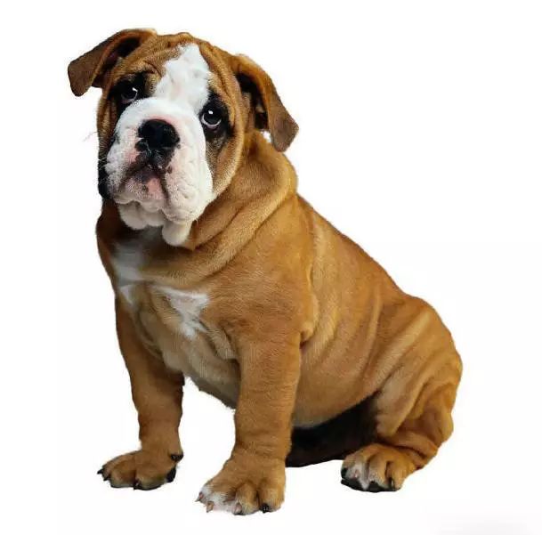 45只名犬排行,45种名犬您都认识吗