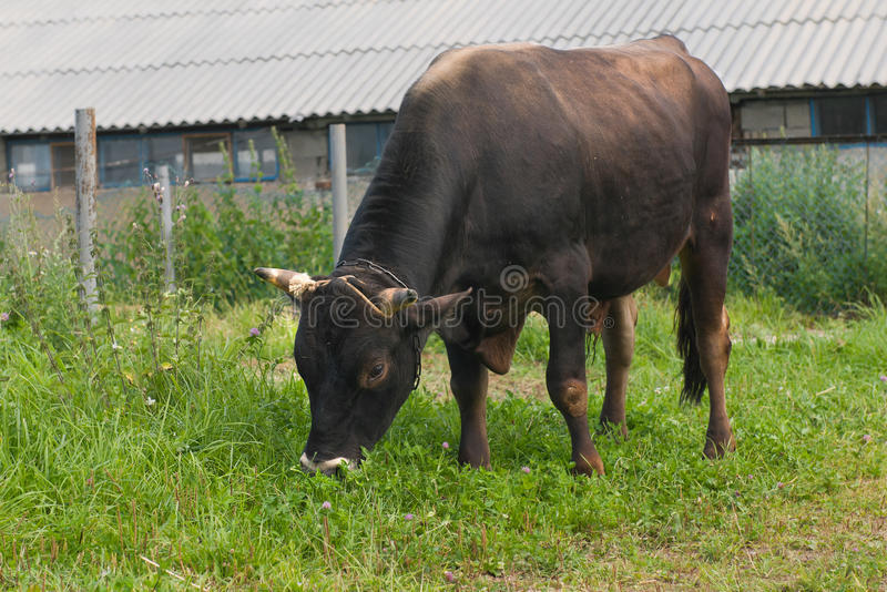 母牛产牛犊后乳房流血，怎么回事？牛乳房炎怎么治疗？
