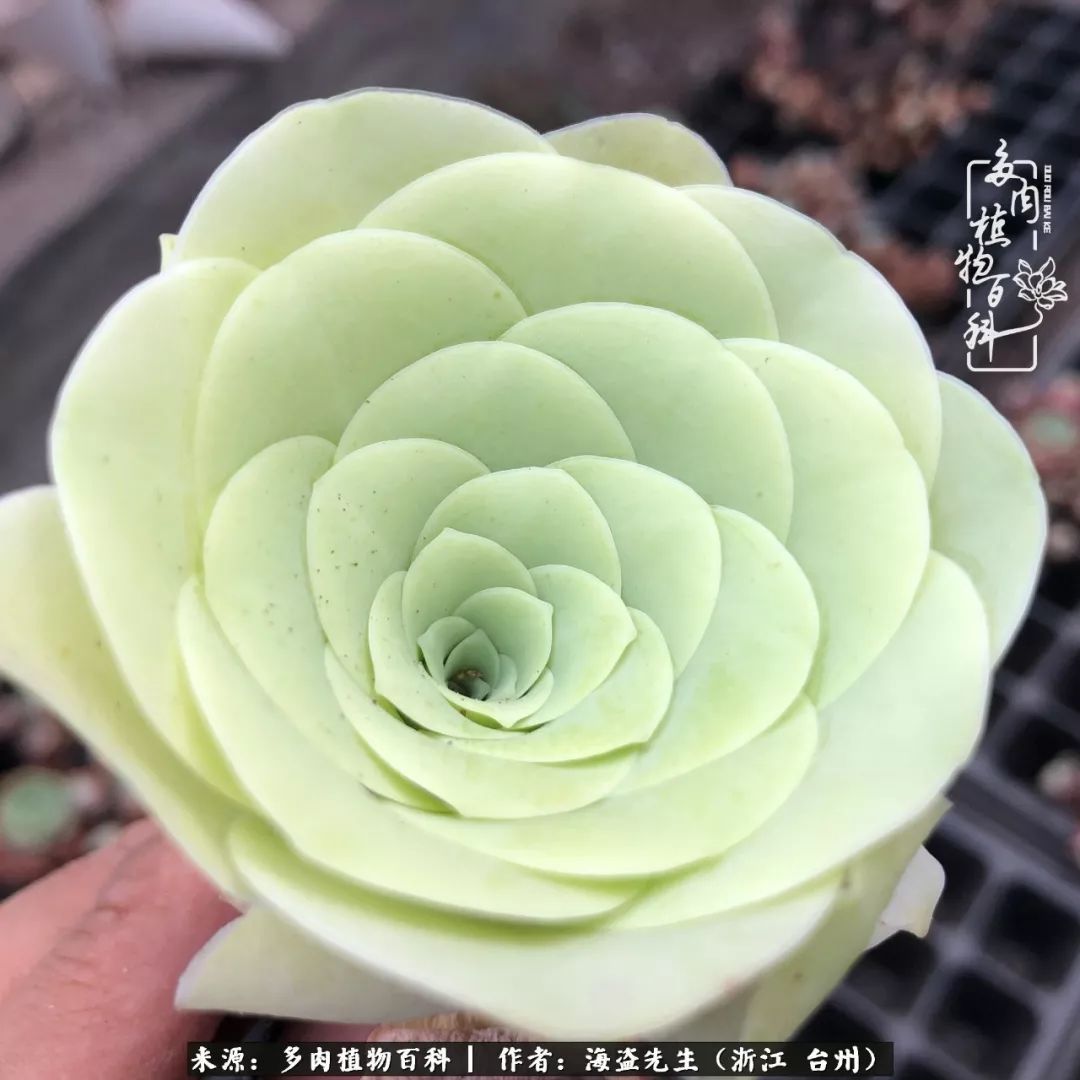 黄玫瑰这么美的风景惊艳到你了吗,优雅漂亮的黄玫瑰图片