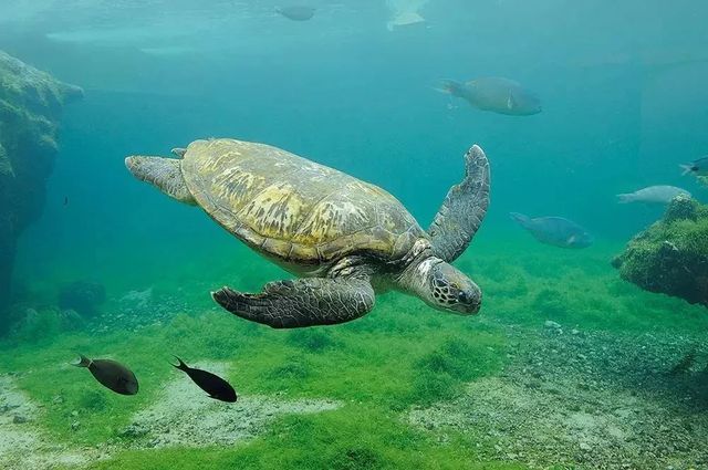 全球护照免签落地签排名,中国护照最新免签落地签