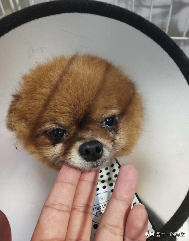 被好心人捡到，伤口复发医生不得不截肢保命，主人却上门索要赔偿