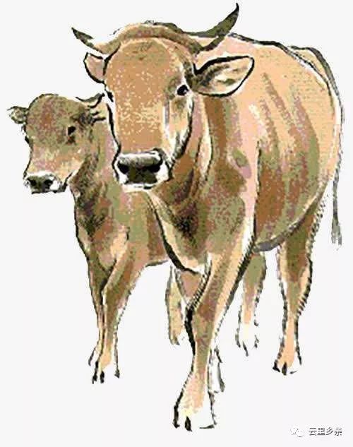 舌尖上的非物质文化遗产,昆明寻甸非遗牛干巴图片