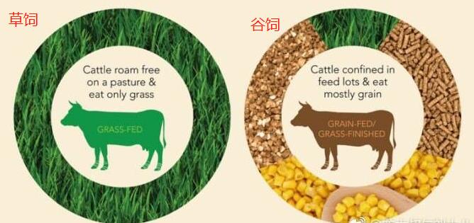 牛排菲力和肉眼有什么区别,眼肉和菲力的区别