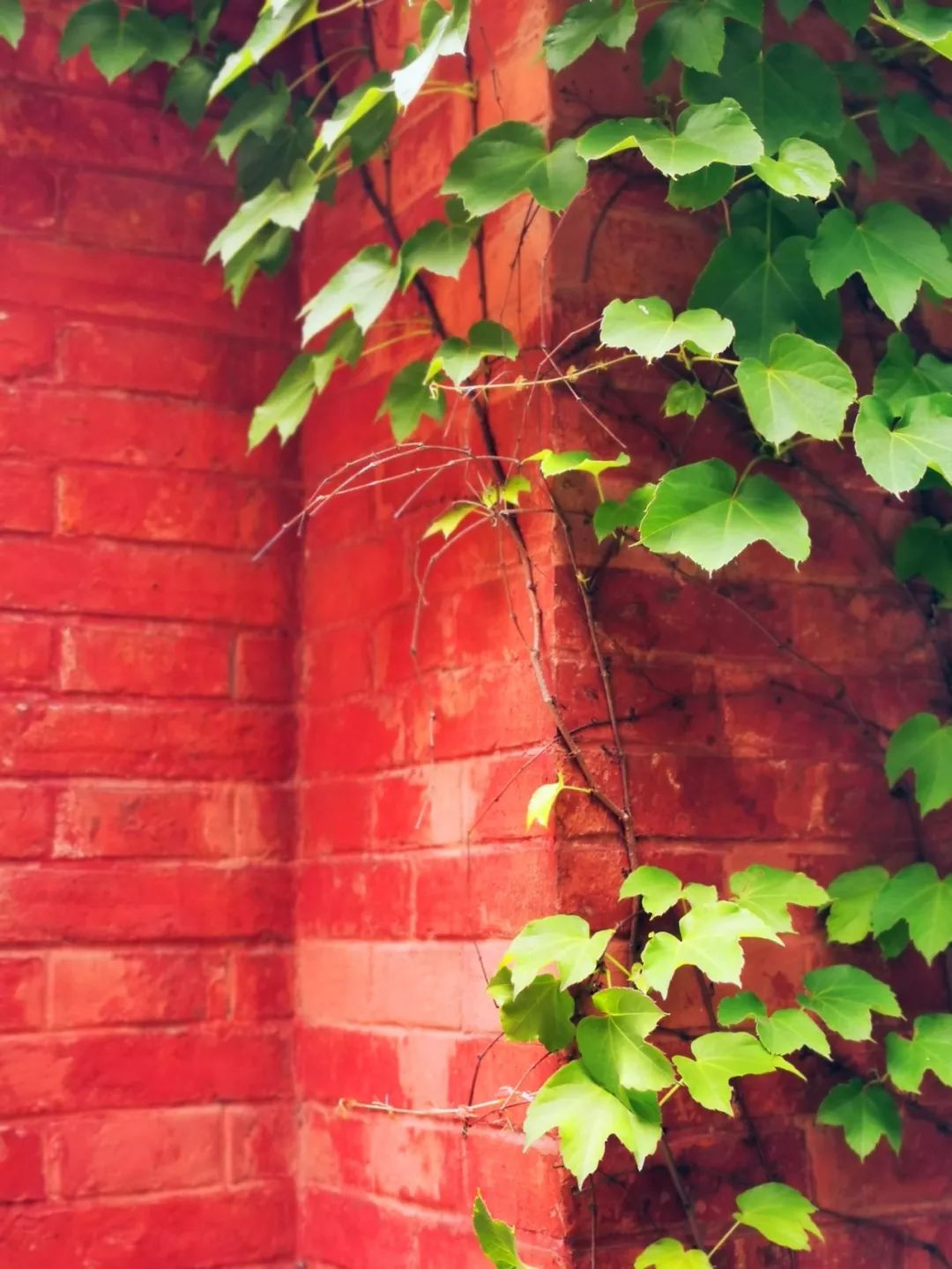 隐藏杭州红会医院内的红砖洋房，八十年前曾是贫苦百姓心中的圣地