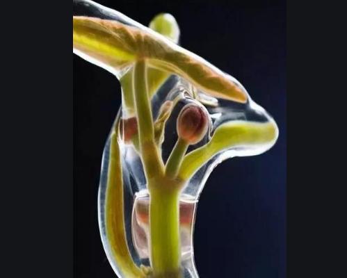 山野莼菜,浙江野生莼菜有哪些特点