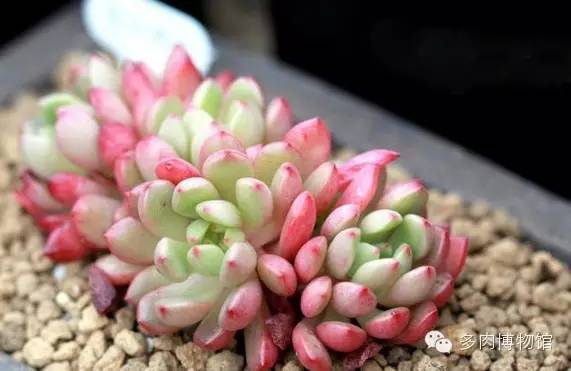 多肉用什么土长得快怎么配土,新手养多肉怎么配土最好