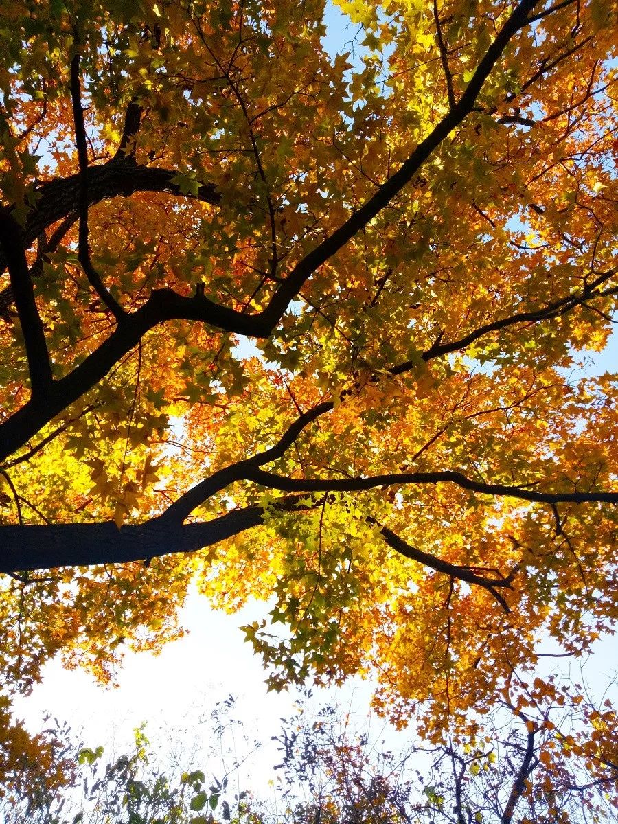 2021秦岭鸡窝子分水岭红叶,秦岭红叶最佳自驾线