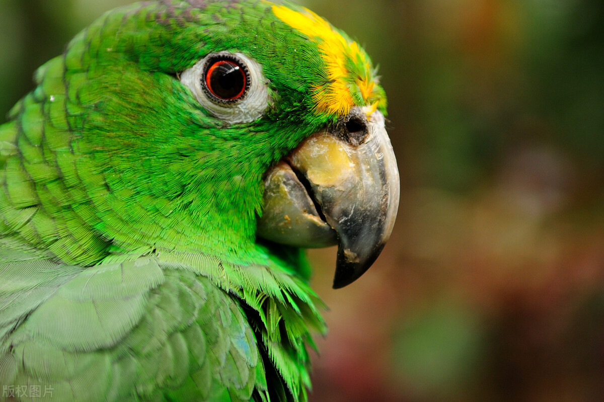 八哥拉屎是稀的为什么,八哥幼鸟拉白色的稀屎要紧吗