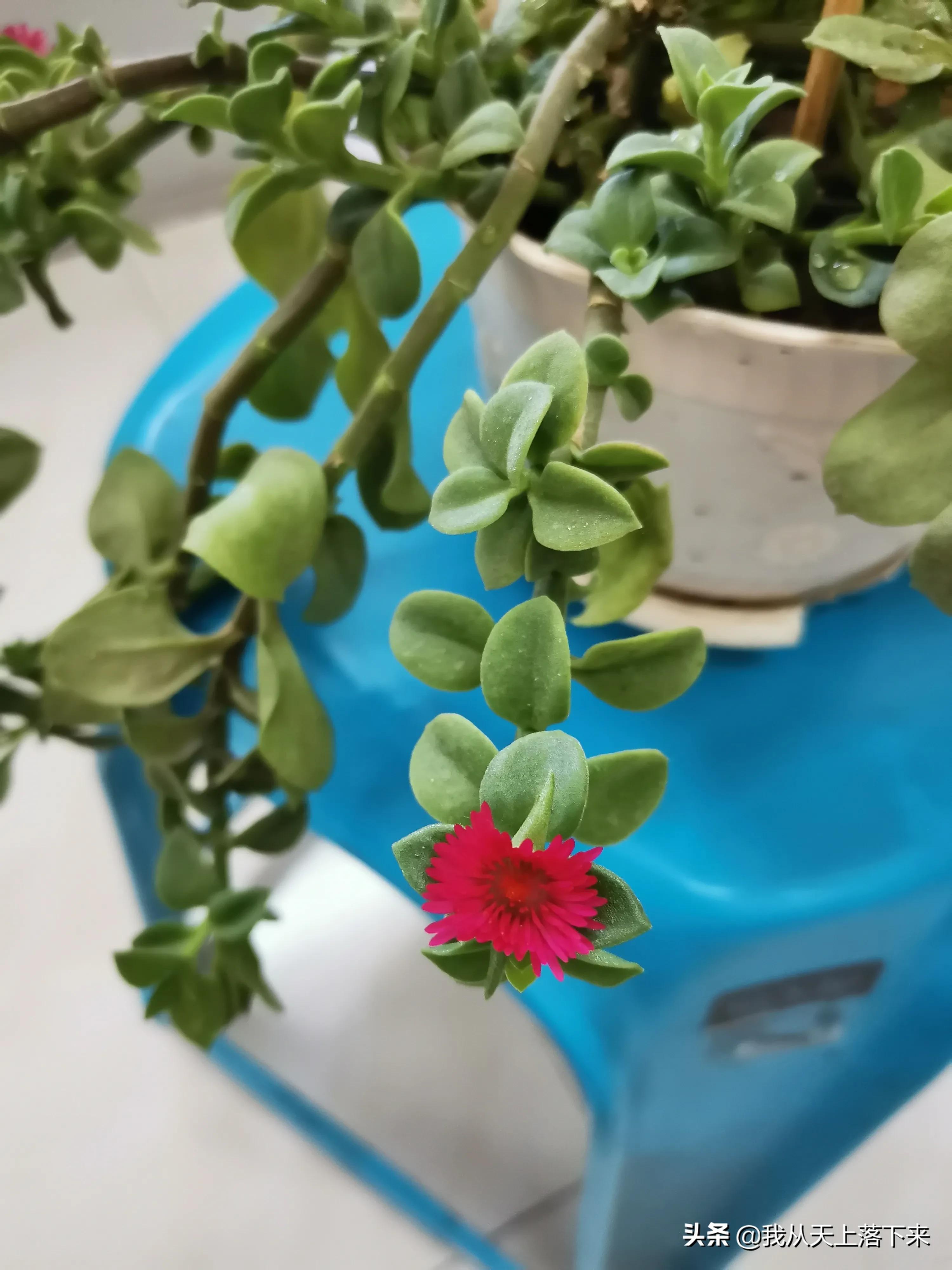 100张花朵美图,100张花图片大全