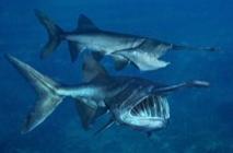 全国十大凶猛淡水鱼是什么,十大养不死的淡水鱼大型凶猛