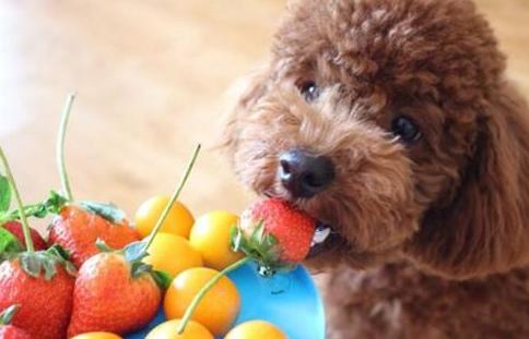 泰迪犬最容易患的五种疾病,泰迪犬六大禁忌