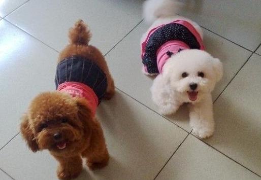 训练泰迪犬的“黄金时期”，主人不要错过了，教几次它就会了