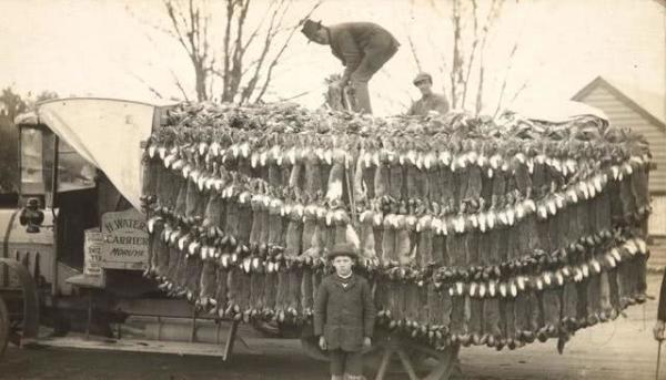 澳大利亚为什么有100亿只野兔,澳大利亚人兔大战带来的启示