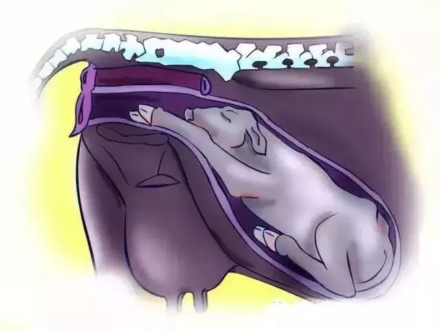 怎么辨别奶牛的奶真假,奶牛分娩前有哪些征兆