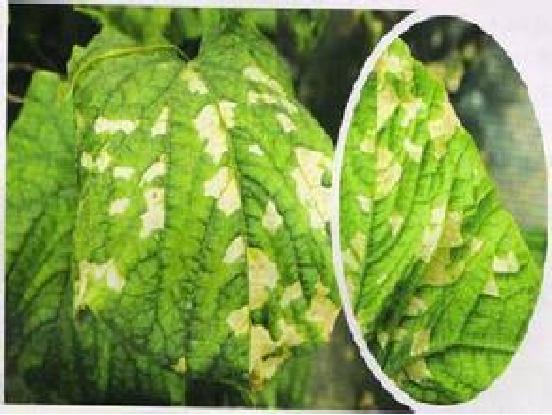 黄瓜怎样施肥才能丰产,最丰产的黄瓜品种