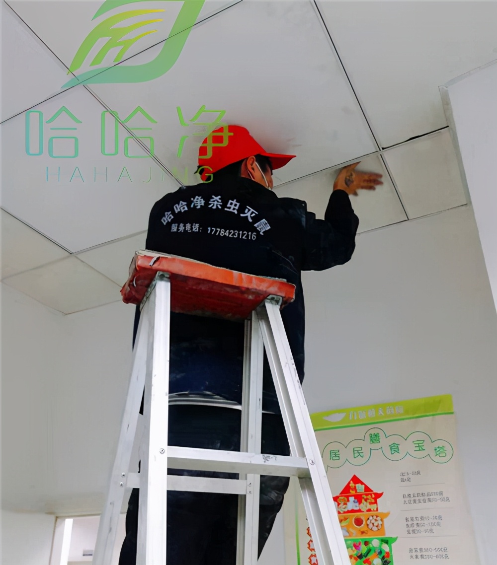 重庆专业灭鼠公司,重庆灭鼠哪家专业