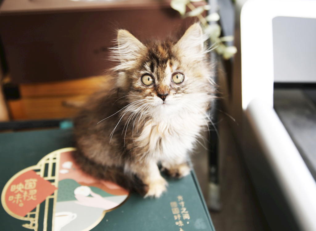 无谷猫粮和天然猫粮哪个好,福摩猫粮是天然猫粮吗