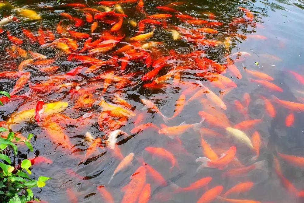 杭州攻略7大必去景点,杭州旅游攻略建议去和不建议去