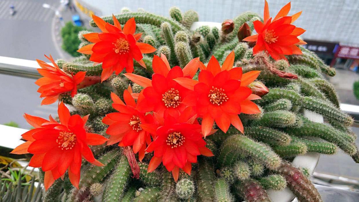 仙人指开花后的养殖方法,仙人指开花时能喷磷酸二氢钾