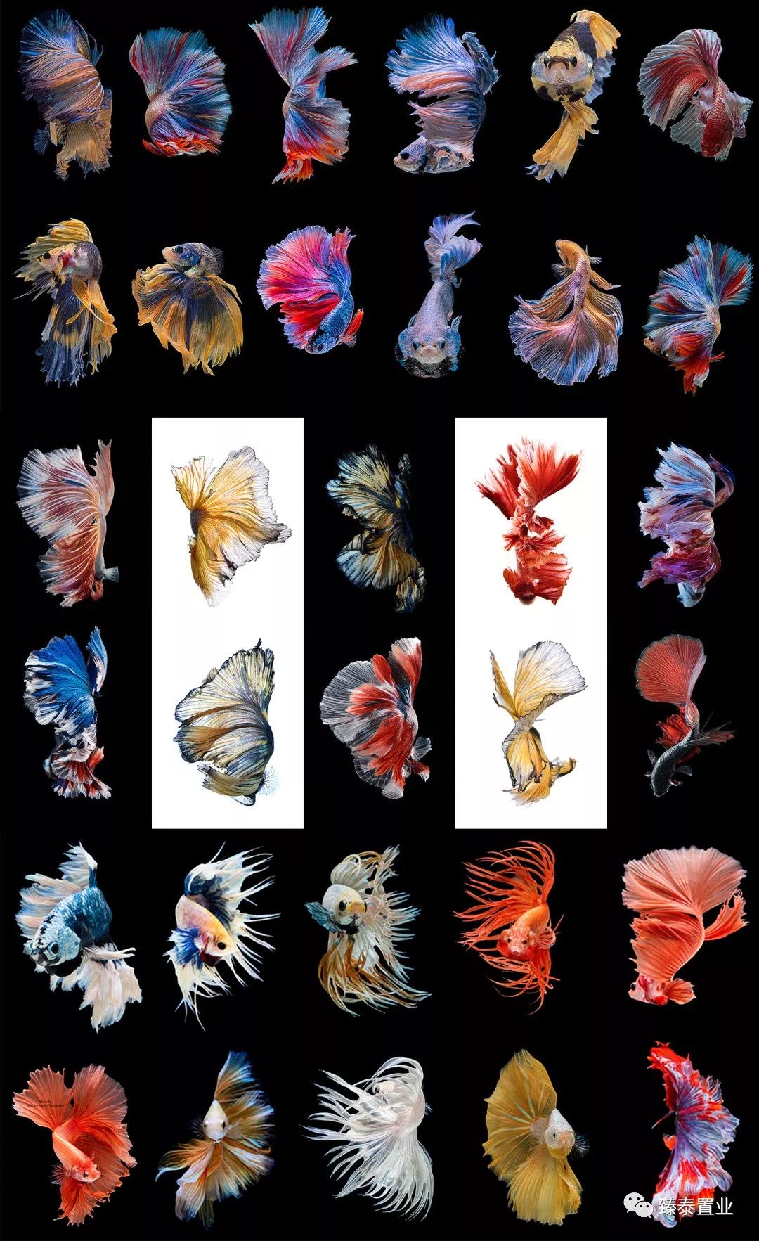 暹罗斗鱼——色与美的战舞