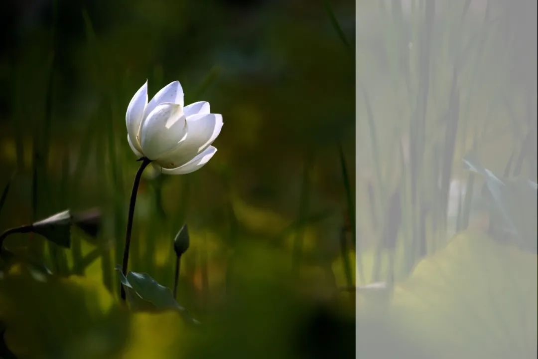 拍摄三分法构图技巧,构图三分法详解