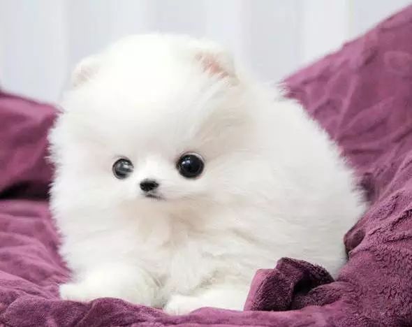 45只名犬排行,45种名犬您都认识吗