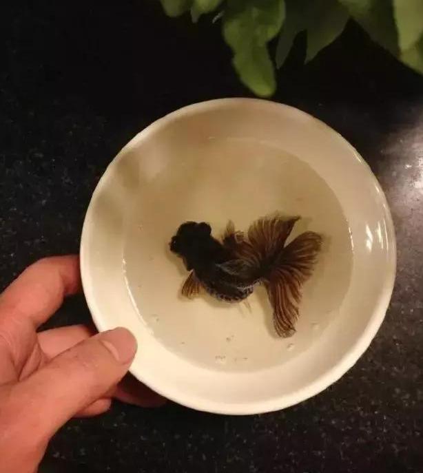 最强大脑水哥亲自做题,最强大脑水哥营养液