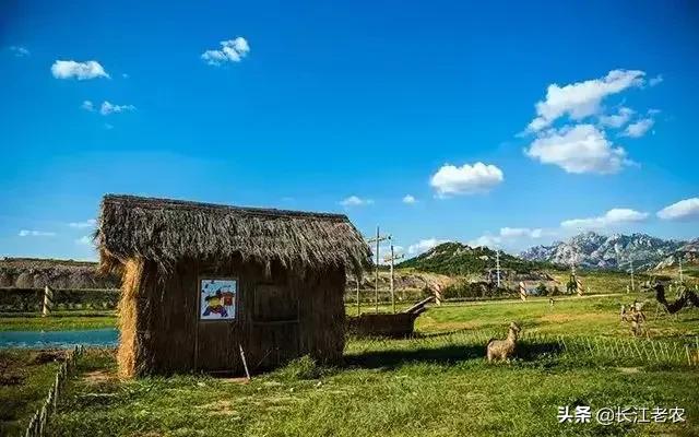 我爱故乡的毛尖茶,我爱家乡的龙井茶