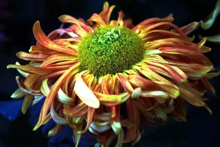 花中四君子菊花国画用笔,花中四君子菊花高清图片