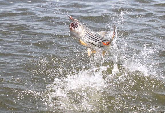 钓亚马逊神秘鱼种,游钓亚马逊河纪录片