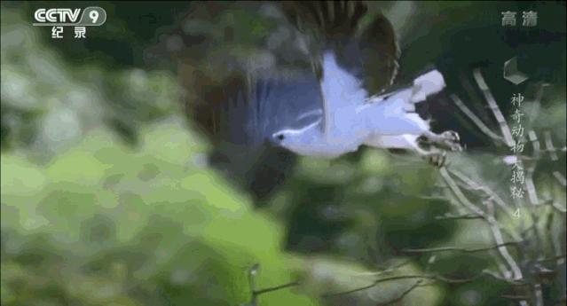 蝙蝠为什么是背锅侠,蝙蝠真实纪录片