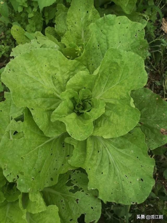 卖菜一斤利润不到一块能赚钱吗,菜农挣不挣钱