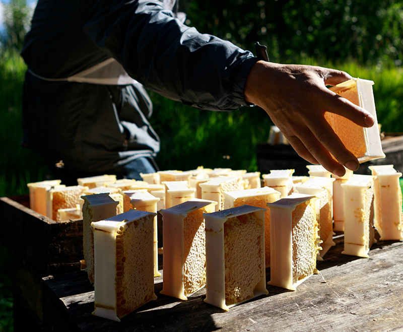 农村大爷深山养蜂创业,老汉深山养蜂年赚16万元